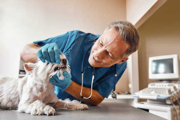 Best Root Canal Emergency Dentist  in St Augustine Shores, FL